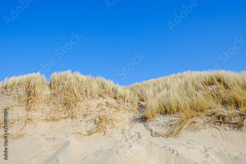 Sea Grass On A White Sand Dunes Beach under a clear blue Sky 