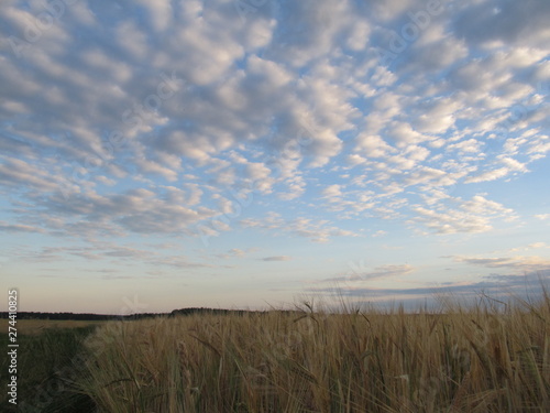 grass and sky