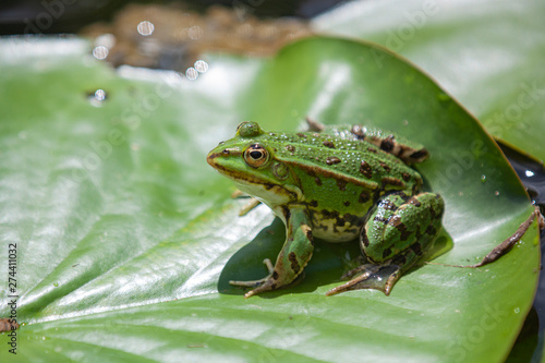 Teichfrosch, Pelophylax esculentus