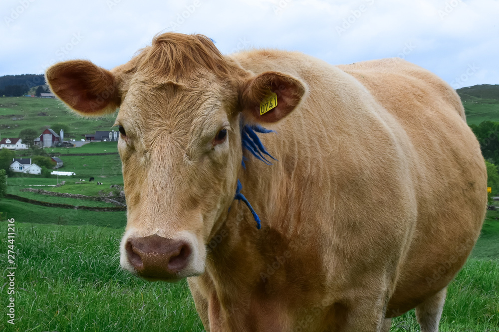 Cow grazes on a green pasture. Breed of Angus cows. Agriculture and livestock in Norway. Cow grazes on a green pasture. Breed of Angus cows. Agriculture and livestock in Norway.