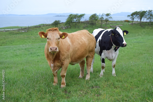 Cows graze on a green pasture by the sea. Breed of Angus cows. Agriculture and livestock in Norway.