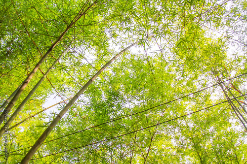 Fresh bamboo forest  green natural background