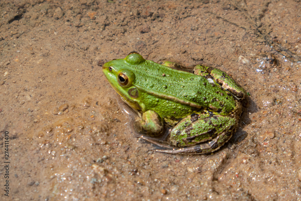 Teichfrosch, Pelophylax esculentus Teichfrosch, Pelophylax esculentus