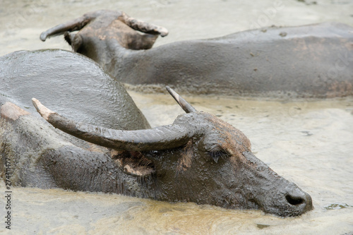 thai buffalo in mud