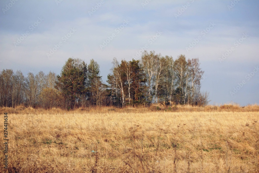 trees in field