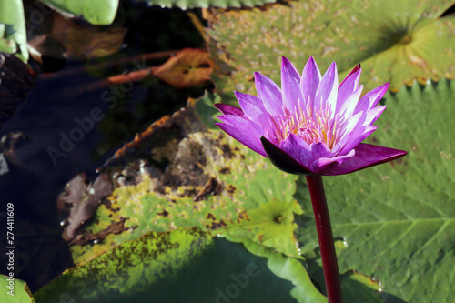 Purple lotus in the pool