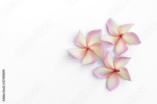 Fresh Plumeria flower isolate on white background, flower background