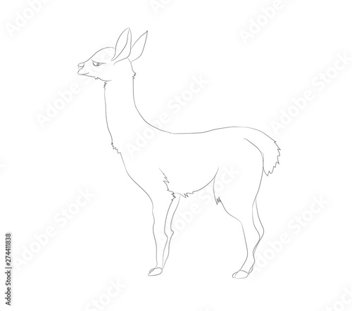 vector illustration of alpaca that stands, line drawing