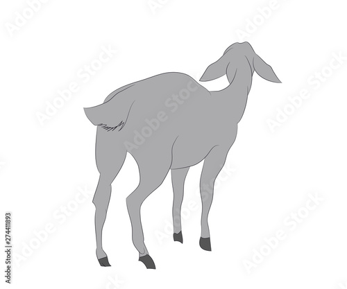 vector illustration of a goat that stands  drawing color