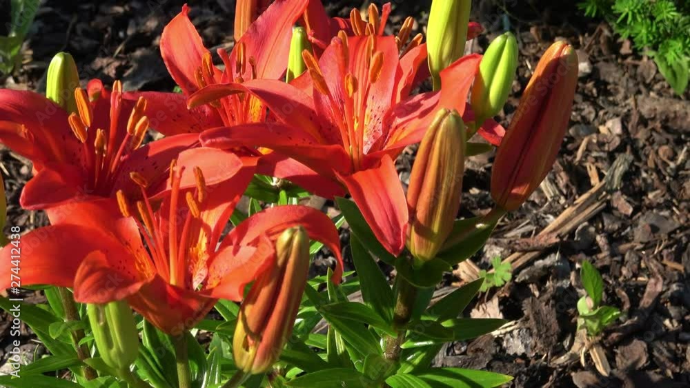 Beautiful orange lily (Lilium bulbiferum)