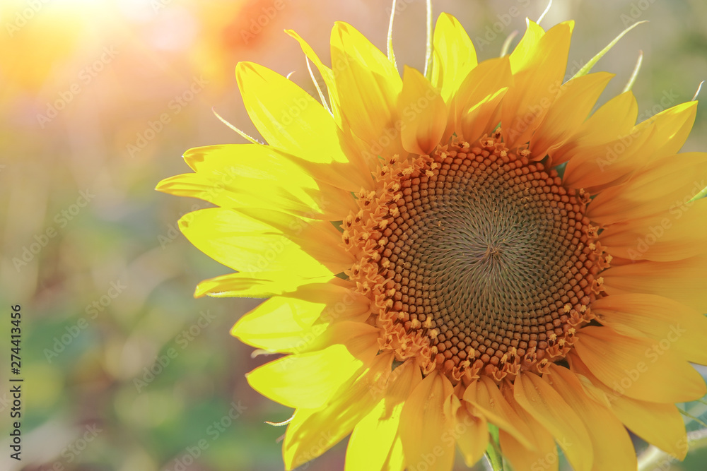 Naklejka premium Sunflowers