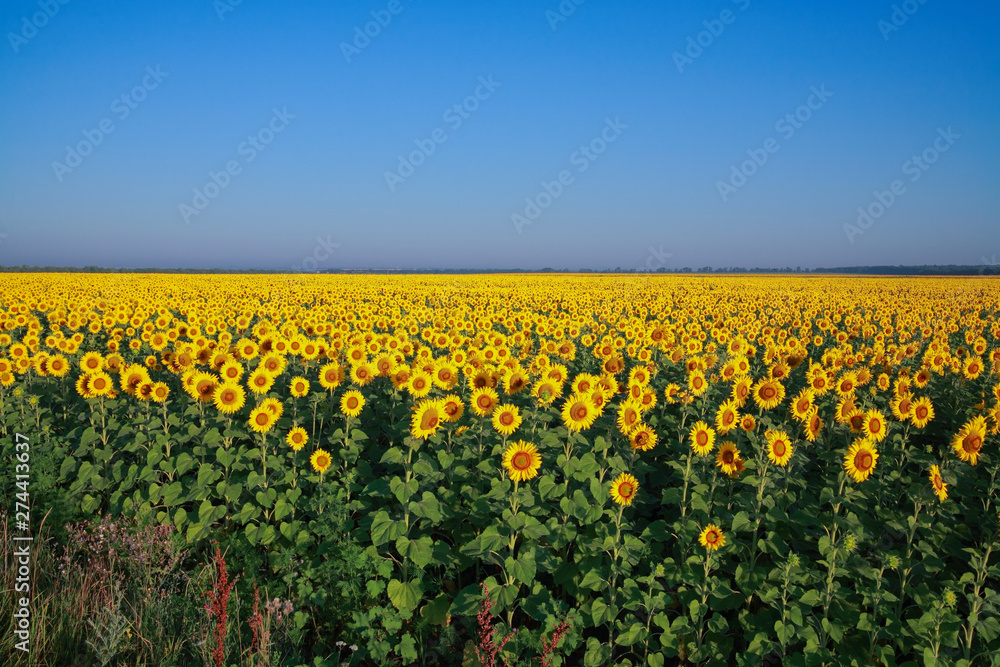 Sunflowers on the field