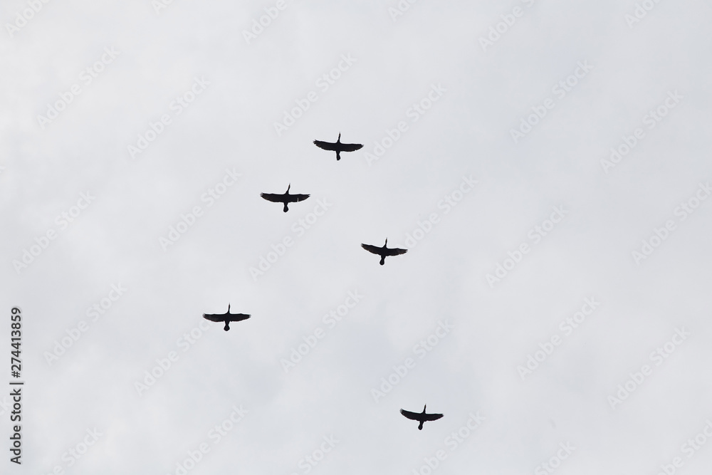 A flock of birds flying symbol A flock of birds flying symbol