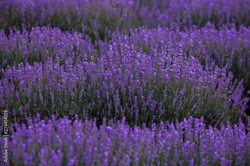 Lavender Field in the summer