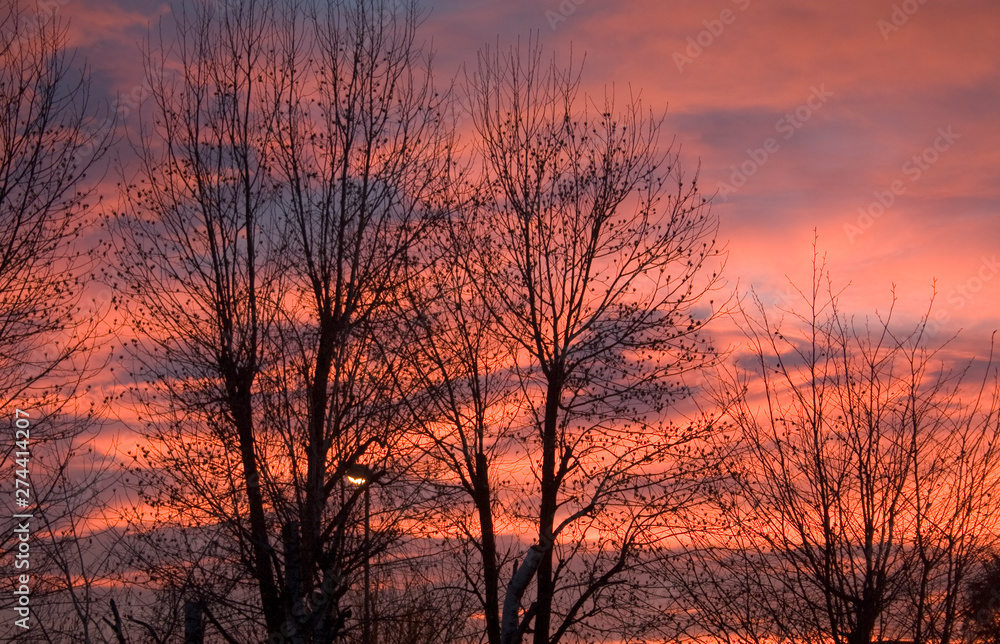 city red sunset with tree silhoutte city red sunset with tree silhoutte