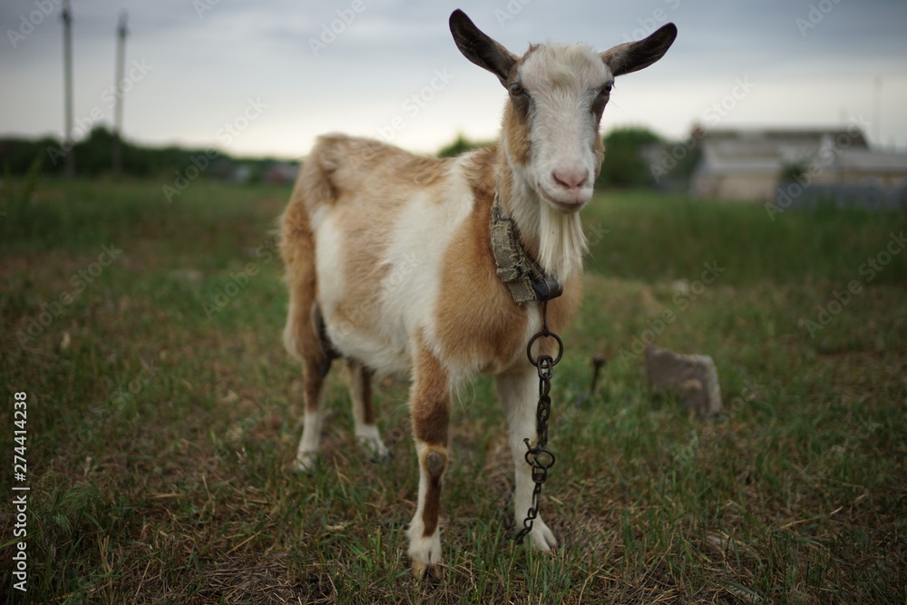 Domestic brown and white goat standing in a field Domestic brown and white goat standing in a field