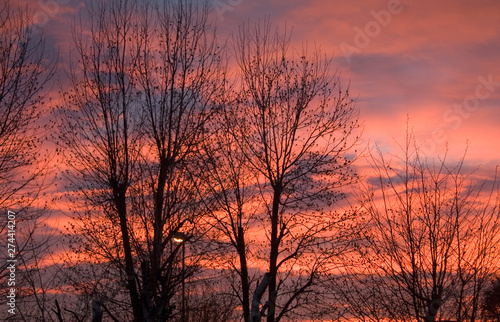 city red sunset with tree silhoutte