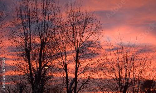 city sunset with trees silhouette