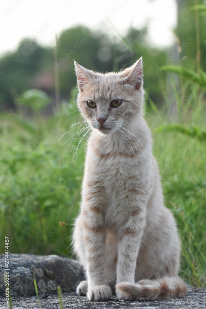 Yellow cat portrait. Young domestic cat portrait Yellow cat portrait. Young domestic cat portrait