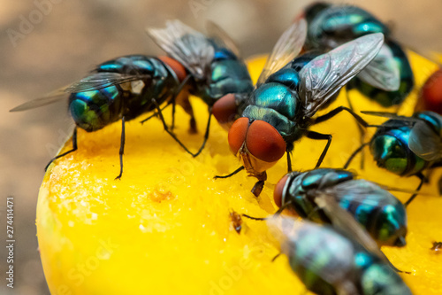 Green houseflies feeding on ripe mango using their labellum to suck the meat photo