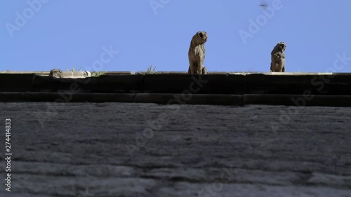 Gargoyles on the brick church facade in Barcelona. Birds are flying high in the blue sky. Morning swallows flies. Contrast, shadow, sun