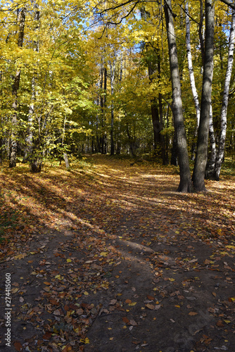 Fallen leaves on the footpath in an autumn forest. Non-urban landscape. Copy space.