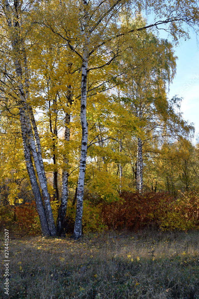 Autumn landscape with yellow birch trees and colourful shrubbery. Copy space.