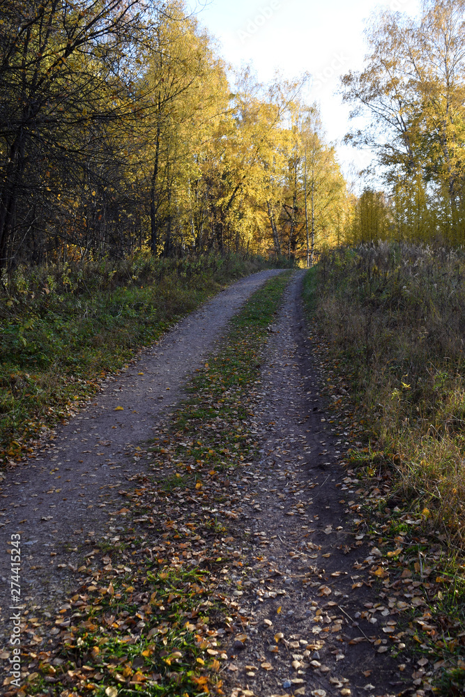 Forest soil road in a sunny autumn afternoon. Non-urban landscape. Copy space.