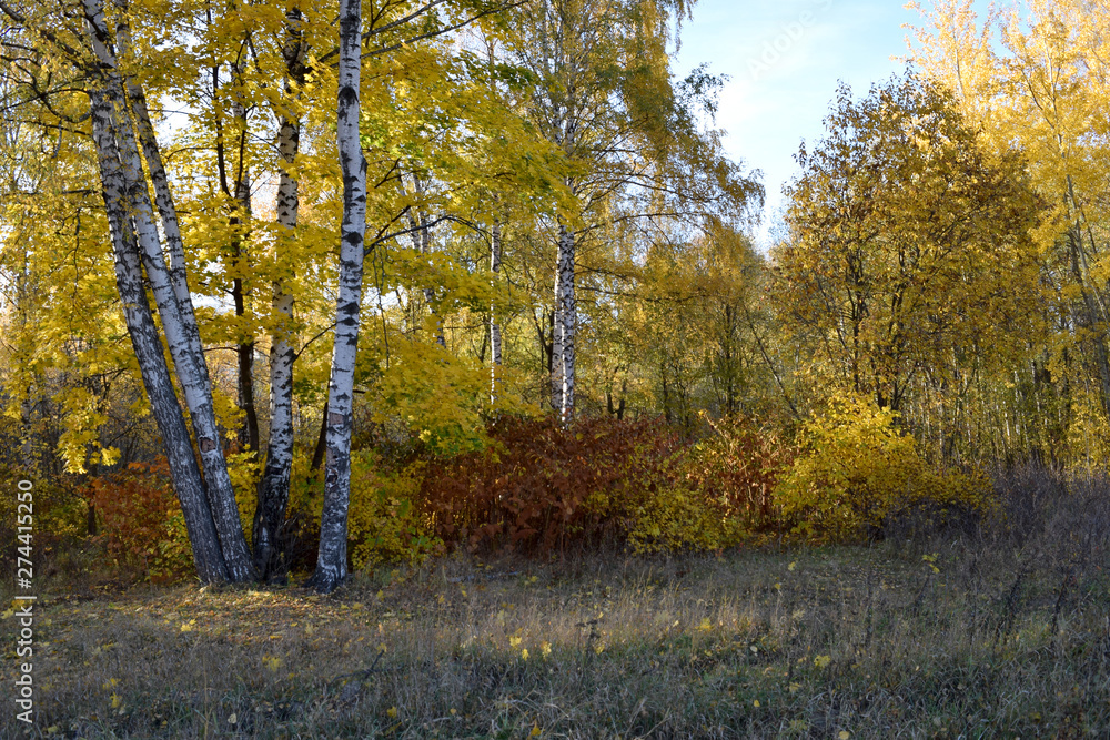 Fototapeta premium Autumn landscape with yellow birch trees and colourful shrubbery. Copy space. 