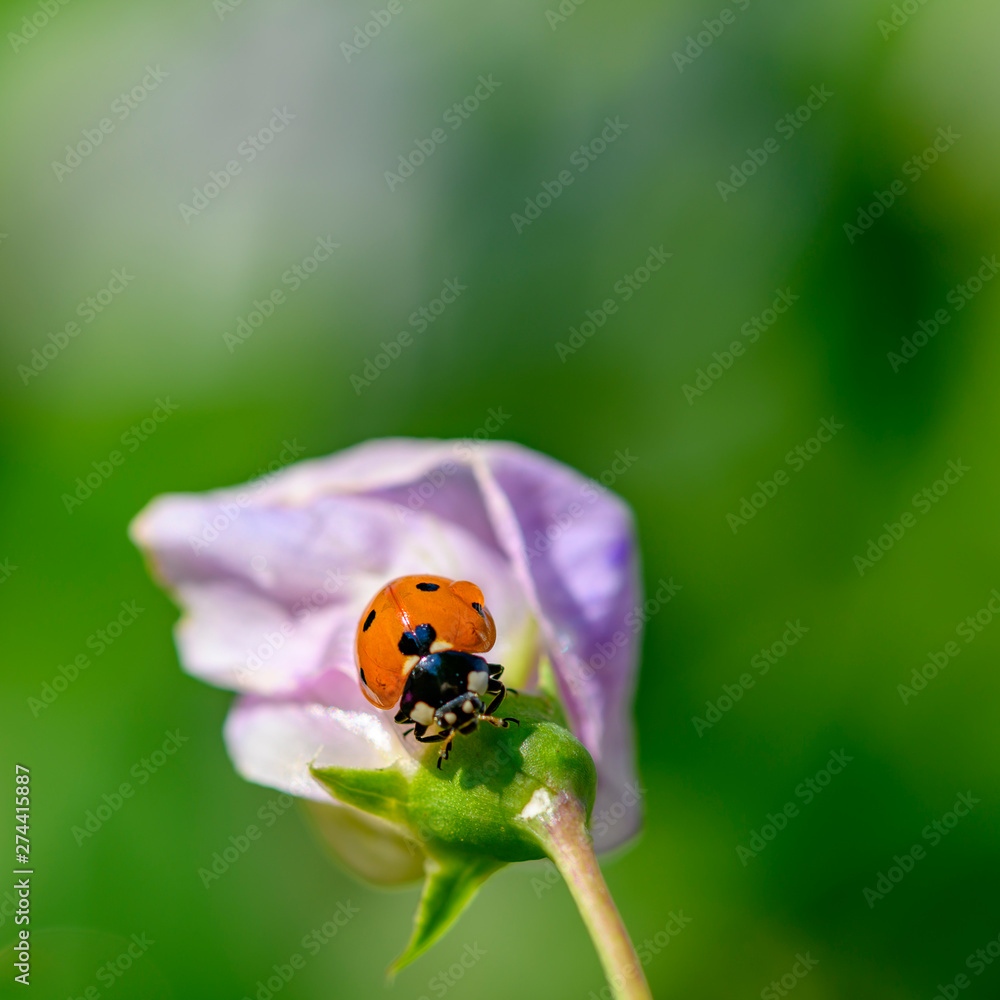 Macro shot of a ladybug (Coccinellidae) on the pale pink blossom of a vetch. Macro shot of a ladybug (Coccinellidae) on the pale pink blossom of a vetch.