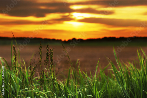 Beautiful field at sunset