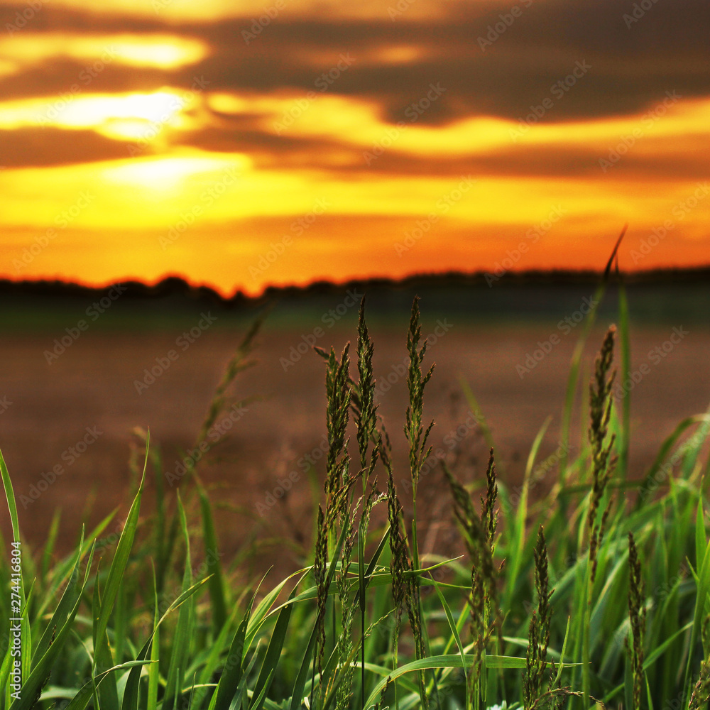 Beautiful field at sunset