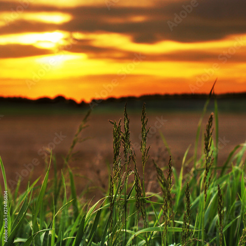 Beautiful field at sunset