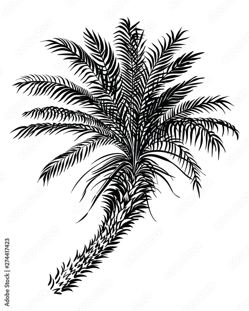 Palm tree sketch silhouette. Vector black lined illustration.