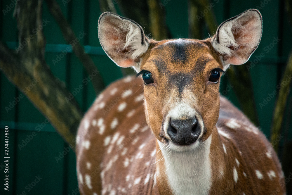 Obraz premium Nahaufnahme eines Rehs