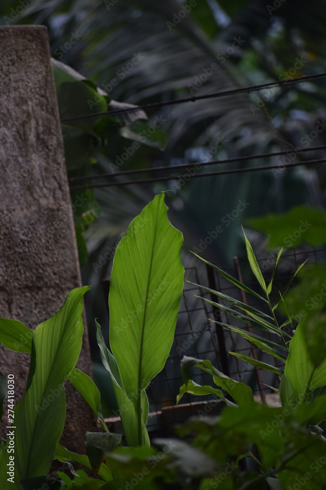 Obraz premium palm tree in the jungle