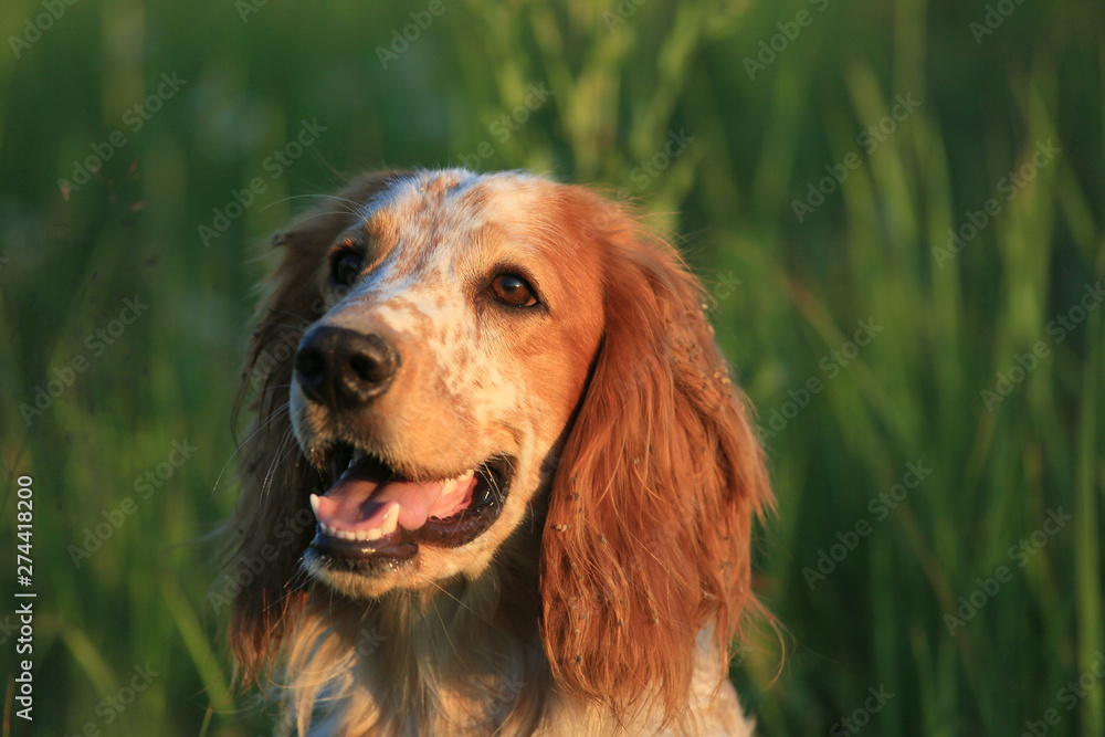 Hunting dog. English setter. Portrait of a hunting dog in nature among the green grass Hunting dog. English setter. Portrait of a hunting dog in nature among the green grass