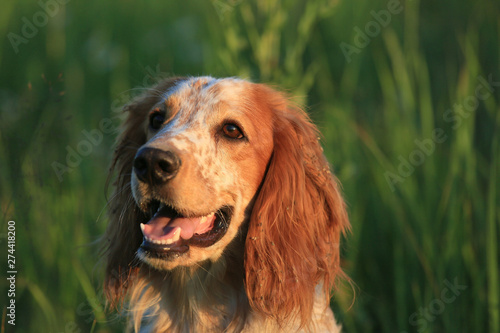 Hunting dog. English setter. Portrait of a hunting dog in nature among the green grass © yanakoroleva27