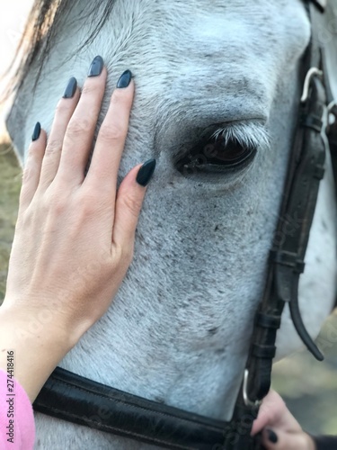 portrait of horse