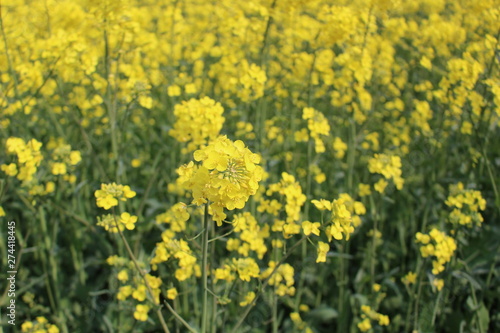 Yellow rape flower field scenery
