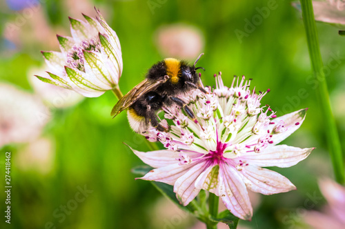 A Bumble Bee On A Flower