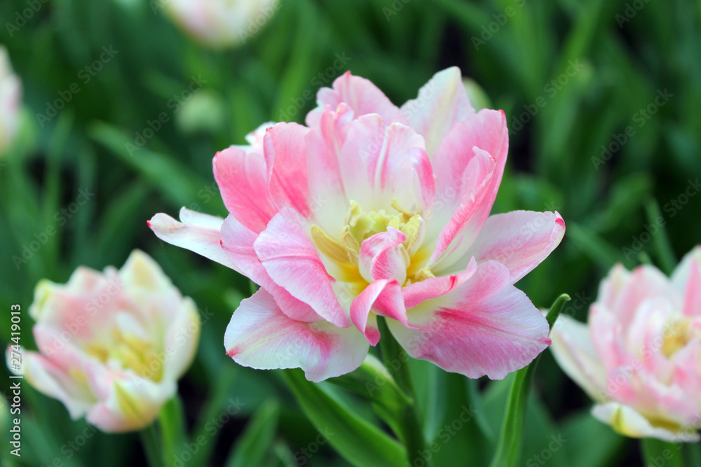 pink and white tulip pink and white tulip