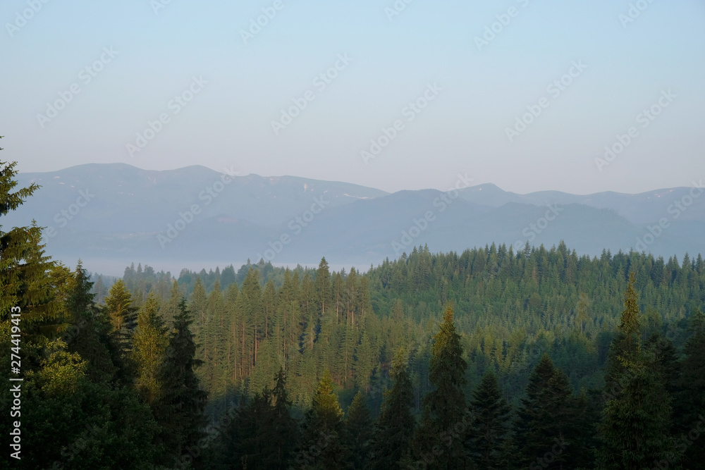 Dawn in the Carpathian Mountains.  Fir trees forest. Ukrainian nature. Tourism.
