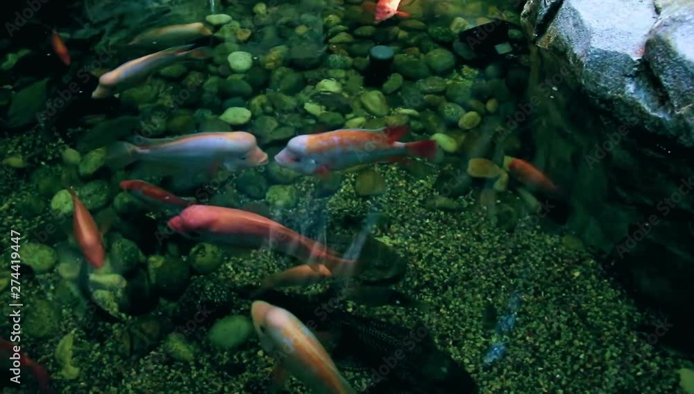 decorative fish in the cross-clear water decorative fish in the cross-clear water