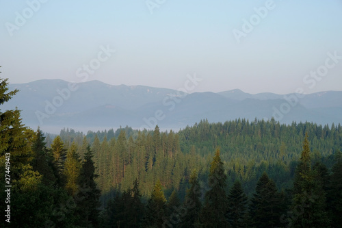 Dawn in the Carpathian Mountains. Fir trees forest. Ukrainian nature. Tourism.