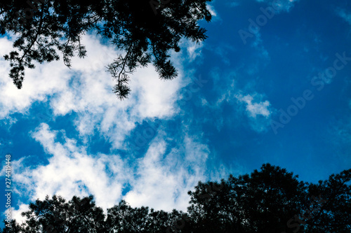 pine branches against the blue sky with clouds