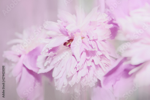 pink purple large peonies close-up. floral beautiful background. for design © Konstantin