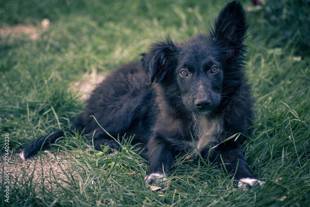 Fototapeta premium Close up view of a black dog (Croatian sheepdog) playing in the green grass. Croatia.