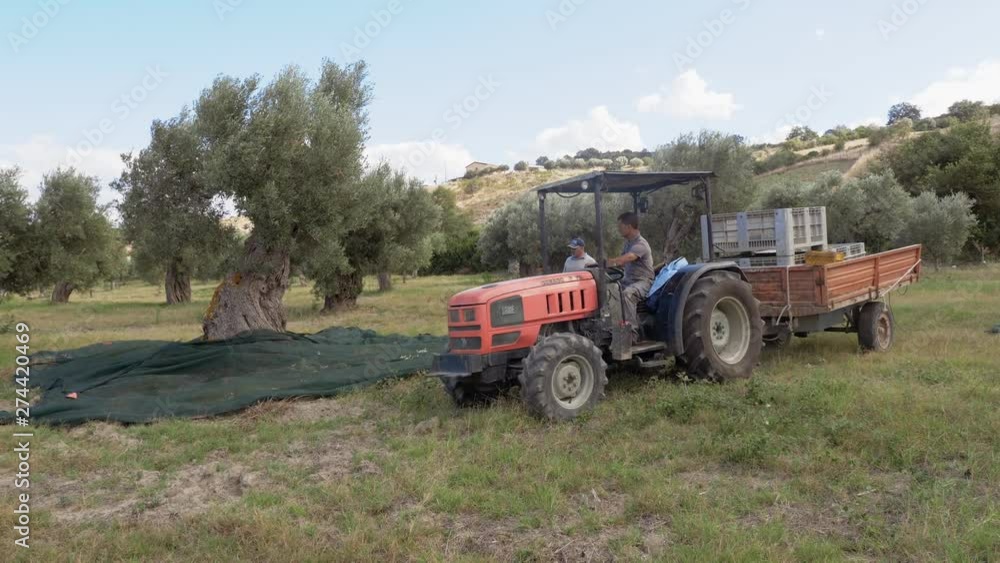 Harvesting olives in South of Italy. Farmers, tractor, agriculture Harvesting olives in South of Italy. Farmers, tractor, agriculture