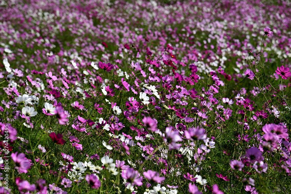 秋の美しい風景　一面のコスモスの花４